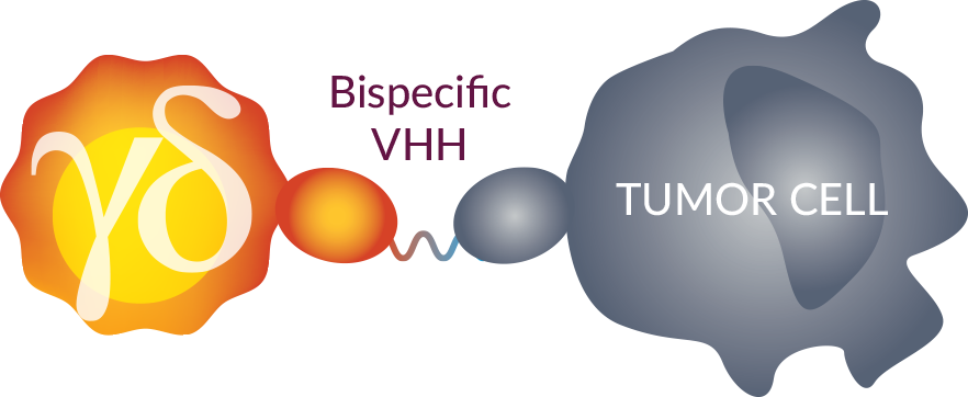 Bispecific VHH