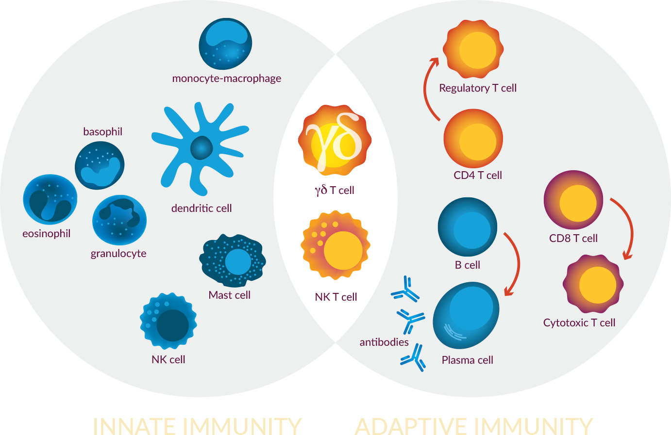 Vγ9Vδ2 (Vgamma9 Vdelta2) T cells: Bridge innate and adaptive immune responses
